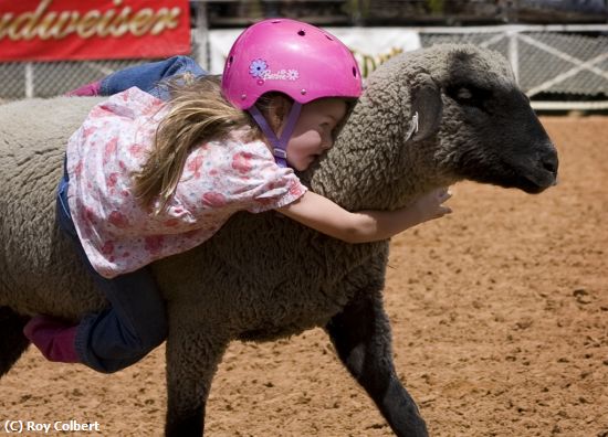 Missing Image: i_0040.jpg - Arcadia Rodeo Mutton Winner