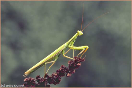 Missing Image: i_0041.jpg - Male Praying Mantis