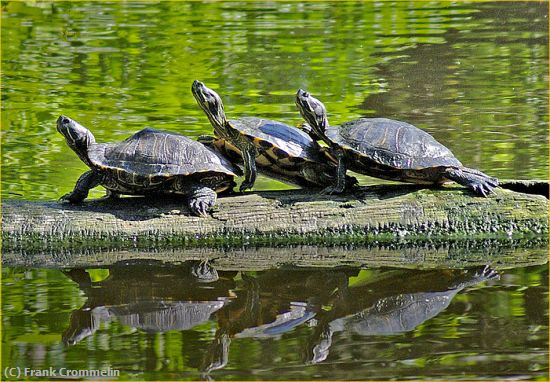 Missing Image: i_0048.jpg - Three Turtles