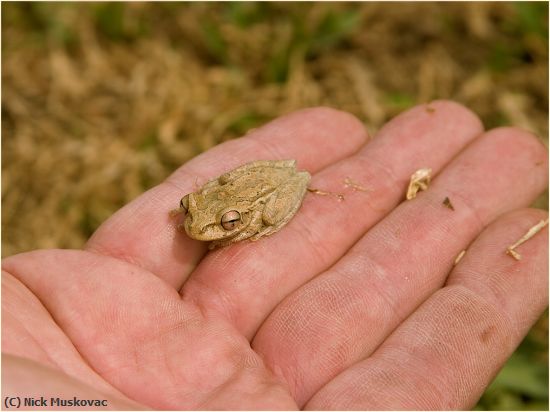 Missing Image: i_0058.jpg - Tree-Frog-In-Hand