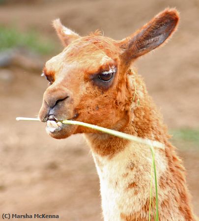 Missing Image: i_0001.jpg - Snacking Llama