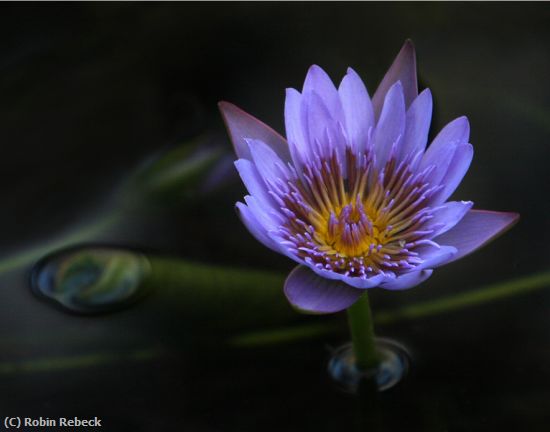 Missing Image: i_0007.jpg - waterlily #5