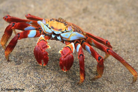 Missing Image: i_0008.jpg - Crab