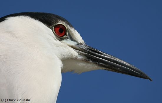 Missing Image: i_0010.jpg - Red Eyed Bird