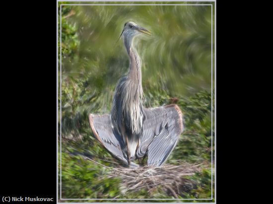 Missing Image: i_0011.jpg - Great Blue Flasher