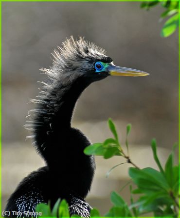 Missing Image: i_0012.jpg - Male Anhinga, Breeding Colors