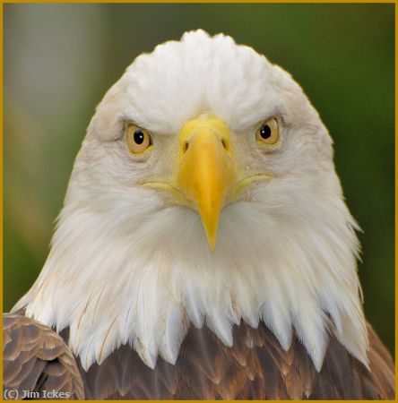 Missing Image: i_0014.jpg - Eagle Watch