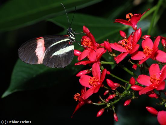 Missing Image: i_0017.jpg - butterfly