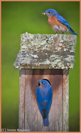 Missing Image: i_0022.jpg - Bluebirds on Nesting Box