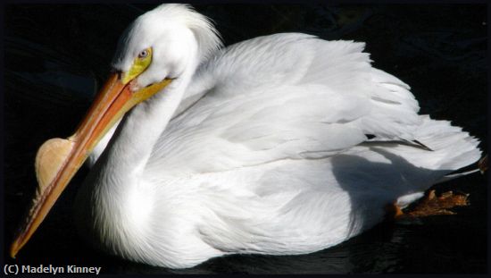 Missing Image: i_0028.jpg - Pelican 5