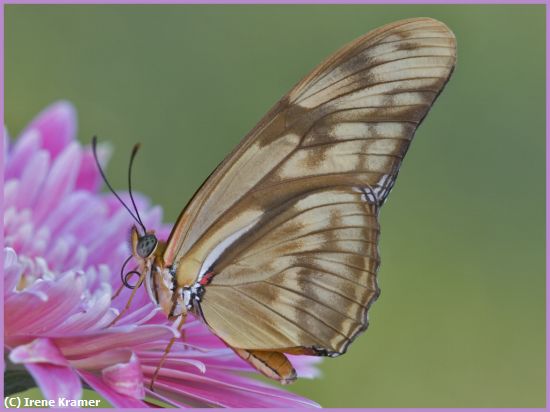 Missing Image: i_0039.jpg - Julia on Pink Gerbera