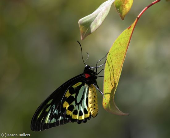 Missing Image: i_0044.jpg - BUTTERFLY REFLECTION