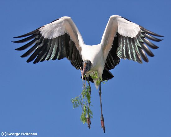 Missing Image: i_0001.jpg - Wood Stork