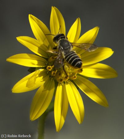 Missing Image: i_0003.jpg - BEE & FLOWER