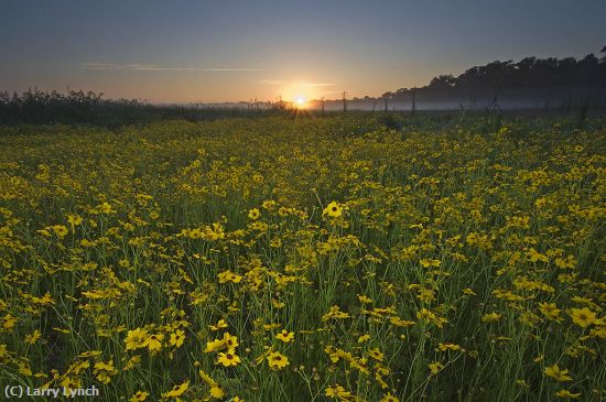 Missing Image: i_0009.jpg - field of tickseed at sunrise