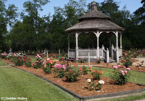 Missing Image: i_0019.jpg - rose garden