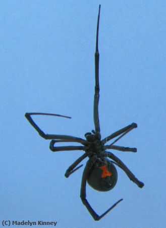 Missing Image: i_0020.jpg - BLACK-WIDOW