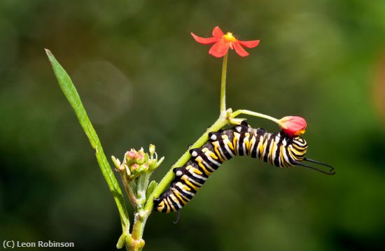 Missing Image: i_0029.jpg - Munching Monarch Cat