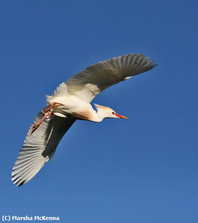 Missing Image: i_0035.jpg - Cattle Egret