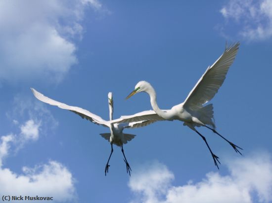 Missing Image: i_0055.jpg - Egrets Fly Together