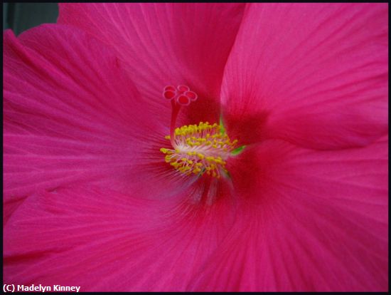 Missing Image: i_0060.jpg - HOT PINK HIBISCUS