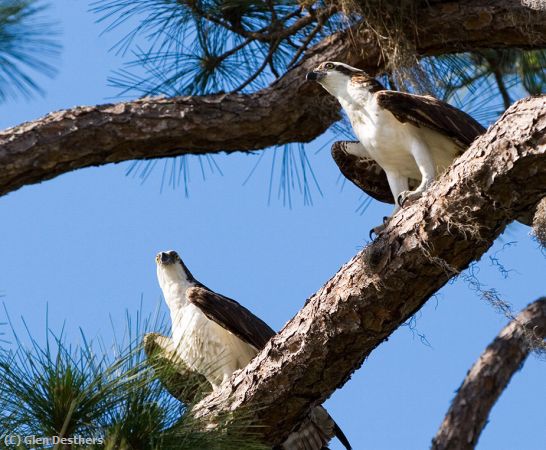 Missing Image: i_0063.jpg - Osprey