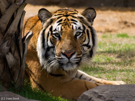 Missing Image: i_0066.jpg - Tiger Stare