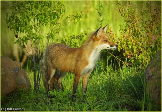 Missing Image: i_0071.jpg - Alert Red Fox