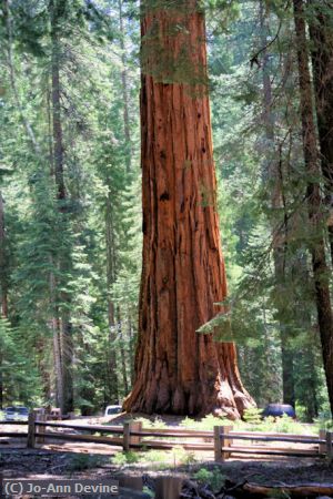 Missing Image: i_0072.jpg - GIANT SEQUOIA