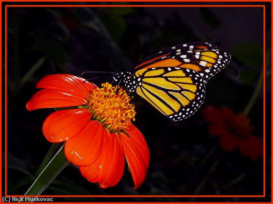 Missing Image: i_0076.jpg - Monarch Feeding