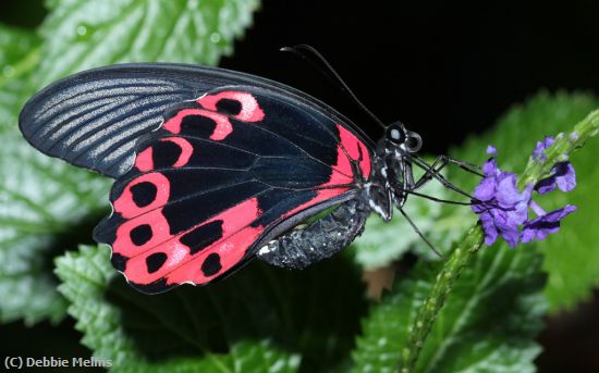 Missing Image: i_0079.jpg - butterfly