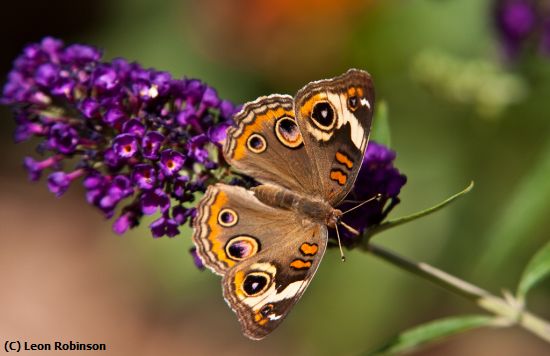 Missing Image: i_0080.jpg - Common Buckeye