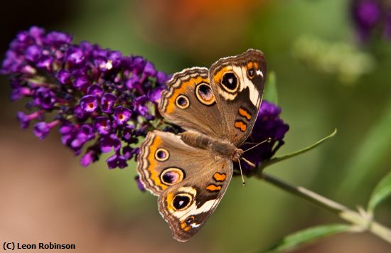 Missing Image: i_0080.jpg - Common Buckeye