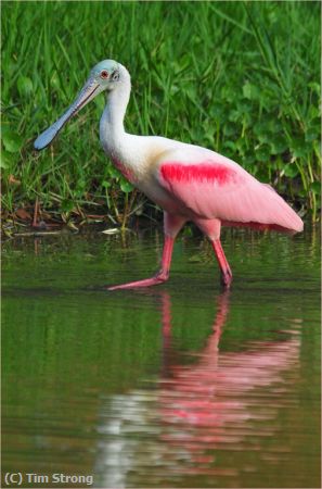 Missing Image: i_0083.jpg - Spoonbill in Lake Tarpon