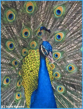 Missing Image: i_0084.jpg - Proud Peacock-