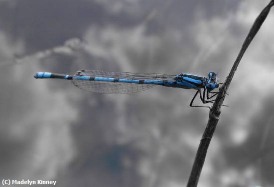 Missing Image: i_0002.jpg - Blue Dragonfly