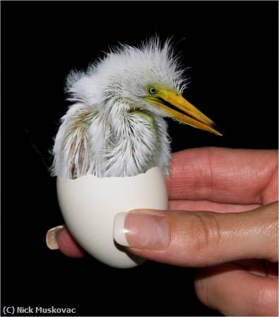 Missing Image: i_0003.jpg - Baby-Egret-is-Born