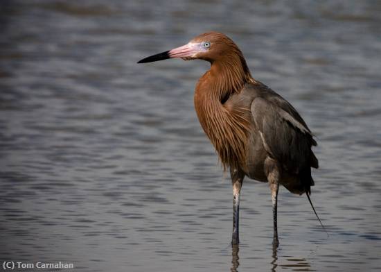 Missing Image: i_0006.jpg - Reddish Egret