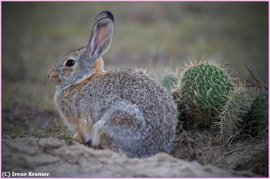 Missing Image: i_0015.jpg - Desert Jackrabbit