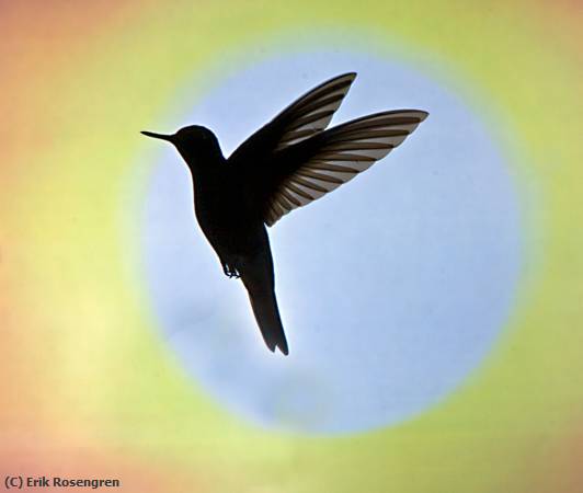 Missing Image: i_0028.jpg - Hummingbird-Silhouette
