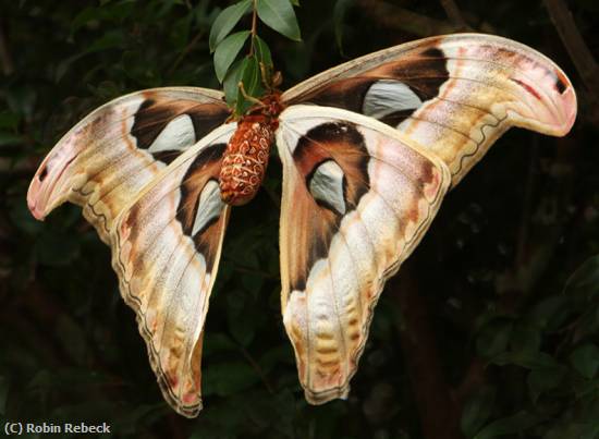 Missing Image: i_0029.jpg - ATLAS MOTH