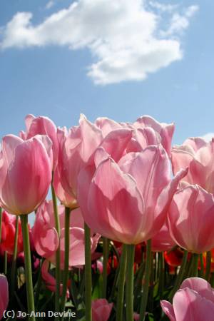 Missing Image: i_0032.jpg - Pink Tulips and Clouds