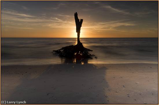 Missing Image: i_0036.jpg - Old Tree at Sunset