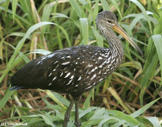 Missing Image: i_0038.jpg - Limpkin