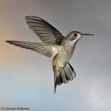 Missing Image: i_0040.jpg - Hummingbird 2