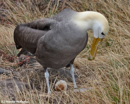 Missing Image: i_0044.jpg - Albatross Mom