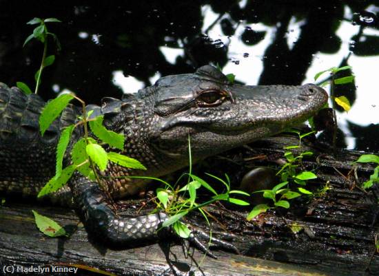 Missing Image: i_0045.jpg - Gator on a log