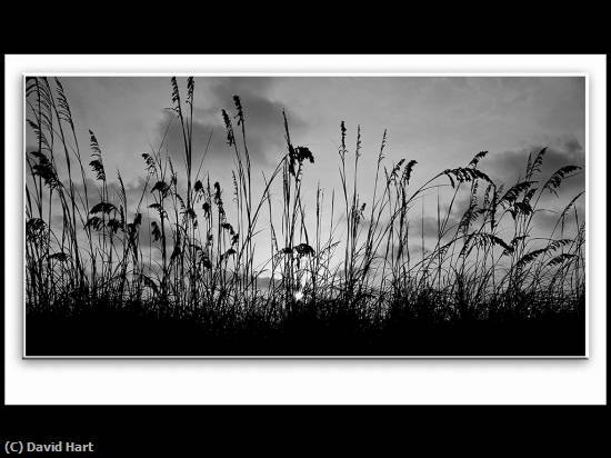 Missing Image: i_0051.jpg - Sea Oats and Setting Sun