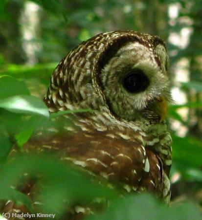 Missing Image: i_0061.jpg - Owl in the park 1