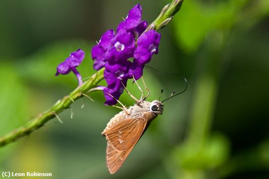 Missing Image: i_0065.jpg - Brazilian Skipper